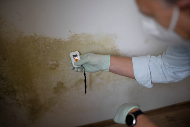 Best Emergency Mold Removal  in Dakota City, NE