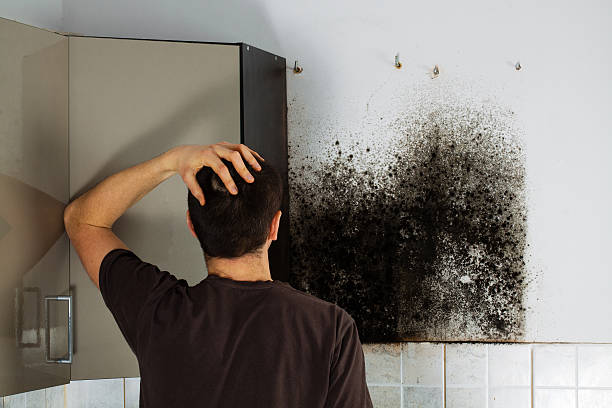 Best Best Mold Removal Companies  in Dakota City, NE