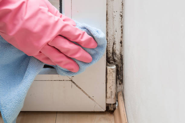 Mold Testing and Removal in Dakota City, NE
